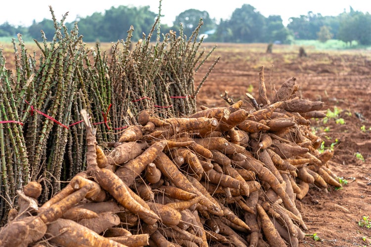 Modified Tapioca Starches