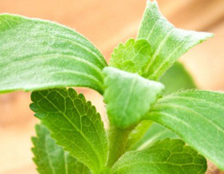 stevia-720x560.jpg