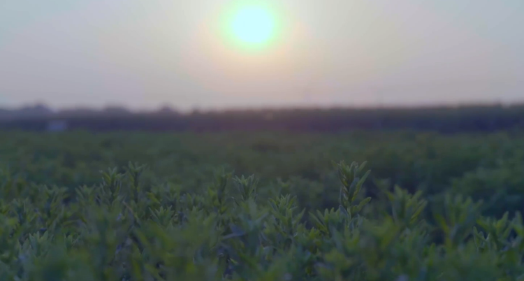 Stevia Sustainability Program